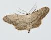 Idaea seriata